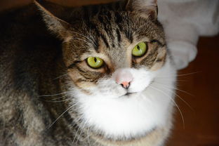 有偿代生辅助助孕:孕妇被猫抓伤没出血需要打疫苗吗